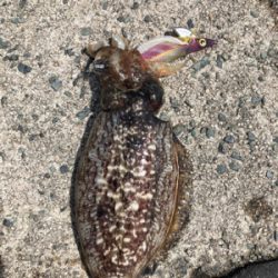 追い風5m予報の中でのエギング!