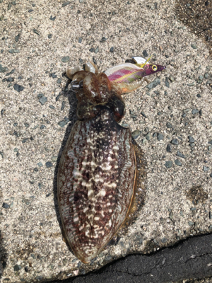 追い風5m予報の中でのエギング!