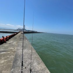 ショアジグハマチ