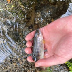 夕マズメのアマゴ！