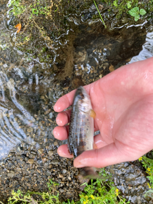 夕マズメのアマゴ！