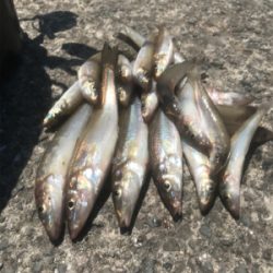 水潮を避けて五目達成!