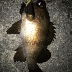 2021ライトゲーム第15戦