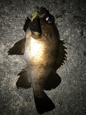 2021ライトゲーム第15戦