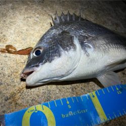 淀川ブリームゲーム