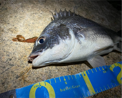 淀川ブリームゲーム