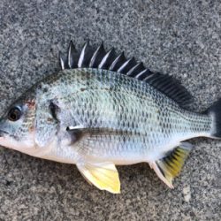 エビ撒きで活性化