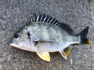 エビ撒きで活性化