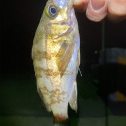 メバルプチ祭り