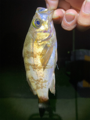 メバルプチ祭り