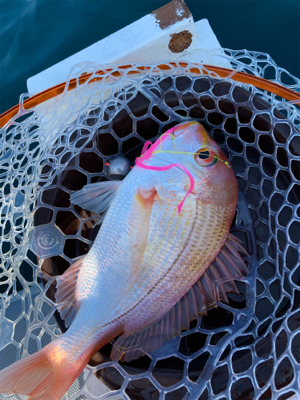 友人とボート釣行、ジギングでスズキ‼︎