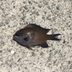 春昼間のライトゲーム❗️