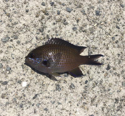 春昼間のライトゲーム❗️