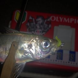 アジング練習 299