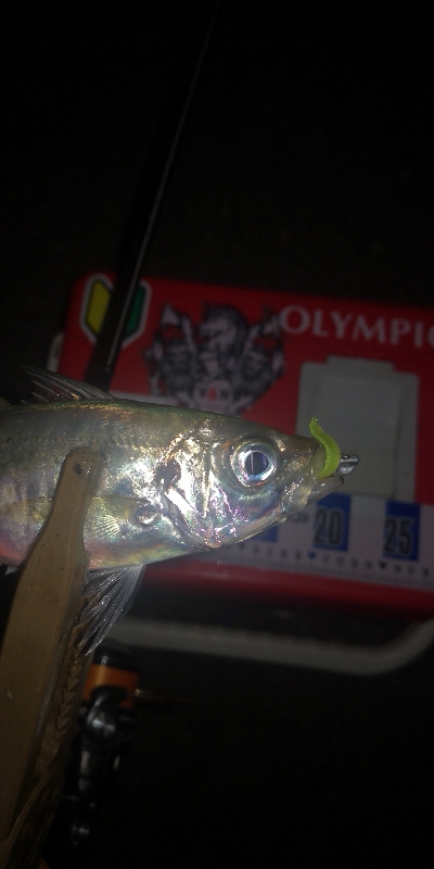 アジング練習 299