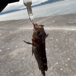 今シーズン初の沖堤！