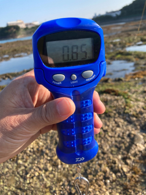 今シーズン初アオリ