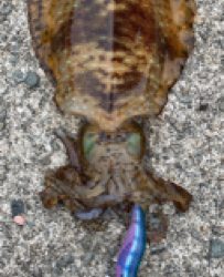 いきなりの大荒れ