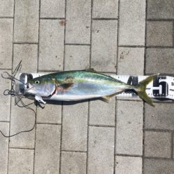 ツバスちゃん、マイクロサバ、ハマチ50cm。。。