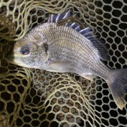 淀川ブリームゲーム