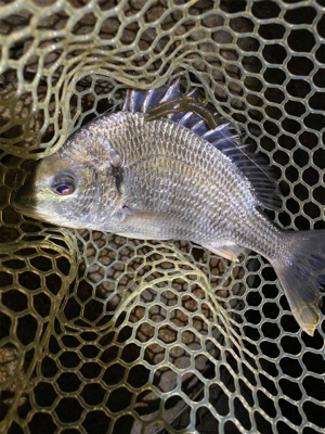 淀川ブリームゲーム