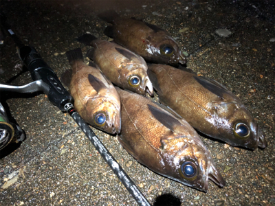 スーパームーンメバリング