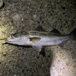 シーバス祭り！！