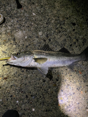 シーバス祭り！！