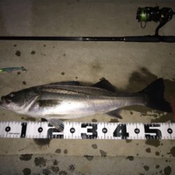 4ヶ月振りの70UP！