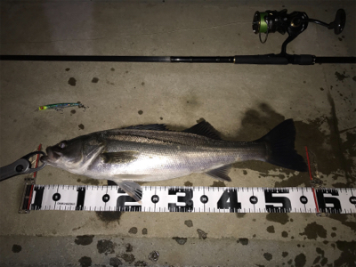 4ヶ月振りの70UP！