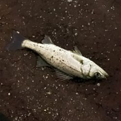 トリックバチパターン?