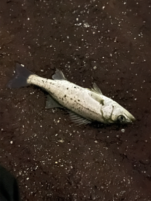 トリックバチパターン?