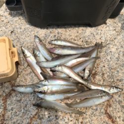 ちょい投げ自己記録!!