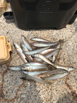 ちょい投げ自己記録！！