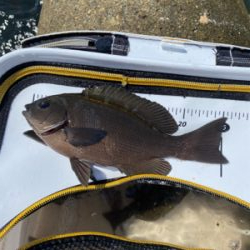 グレフィーバー