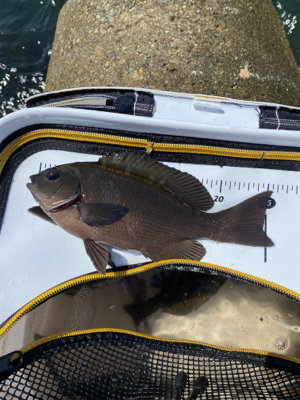 グレフィーバー