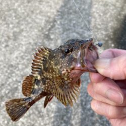 チヌ来ずカンダイ