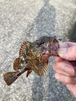 チヌ来ずカンダイ