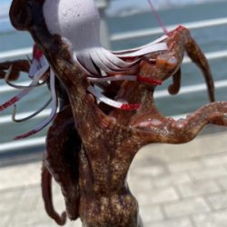 梅雨の中休みにオクトパッシング