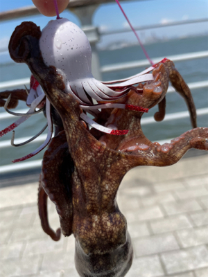 梅雨の中休みにオクトパッシング