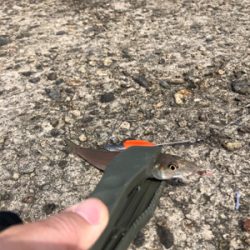 良型キス、泳がせ釣り