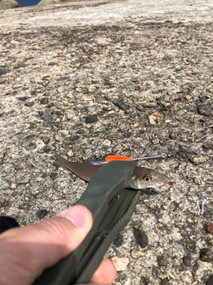 良型キス、泳がせ釣り