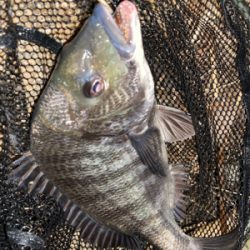 夕方のぶっ込み釣り