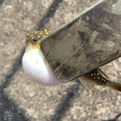 キスが食べたくて