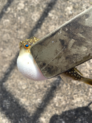 キスが食べたくて