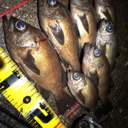 夕マヅメからのメバリング