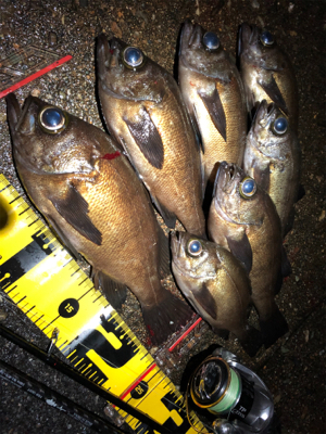 夕マヅメからのメバリング