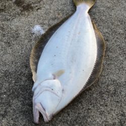 ふらっとフラットフィッシング