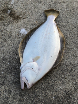 ふらっとフラットフィッシング