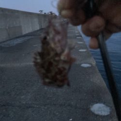 逃した魚は…